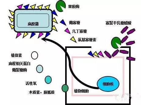 氨基寡糖素 - 植物的免疫衛(wèi)士，根結(jié)線蟲的克星